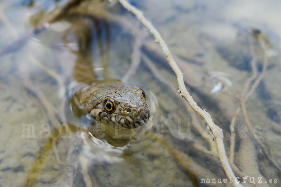 Culebra viperina (Natrix maura)